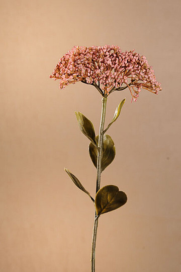SEDUM SECO DE FLORACIÓN PLENA 46 cm rosa viejo