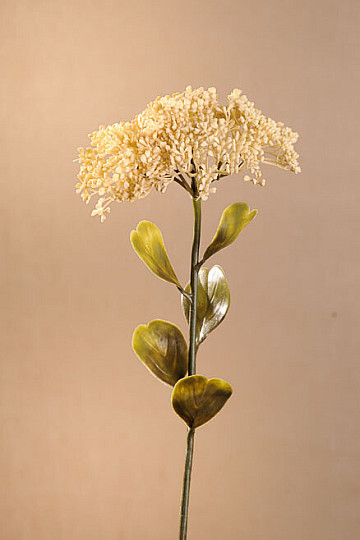 SEDUM SECO DE FLORACIÓN PLENA 46 cm blanco