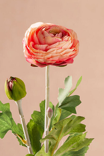 Calabaza melocotón