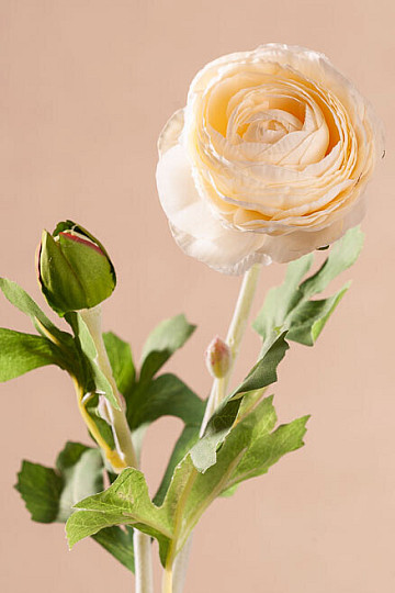 colofonia blanca