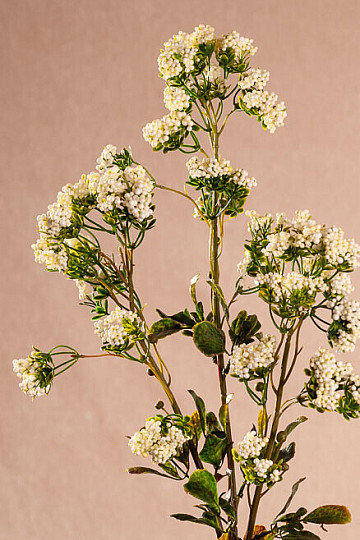 MINI FLORES blanco