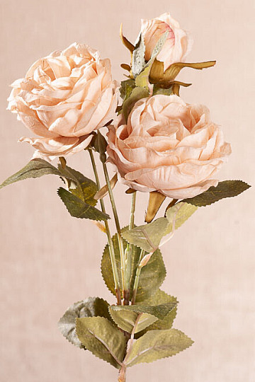 COL ROSA Cremosa