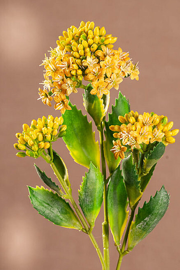 KALANCHOE AMARILLO