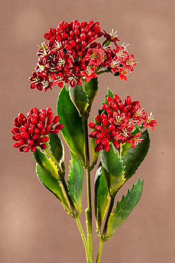 KALANCHOE ROJO