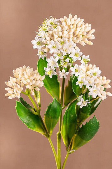 KALANCHOE BLANCO