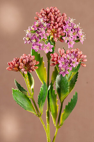 KALANCHOE PÚRPURA