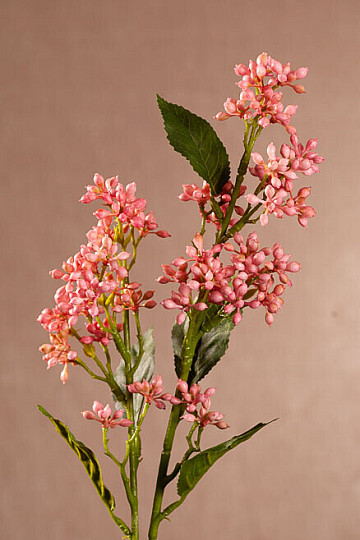 VIBURNUM TINUS ROSA