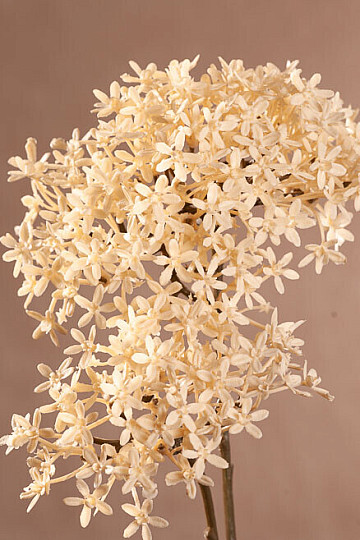 FLOR DE CORONA SECA BLANCA