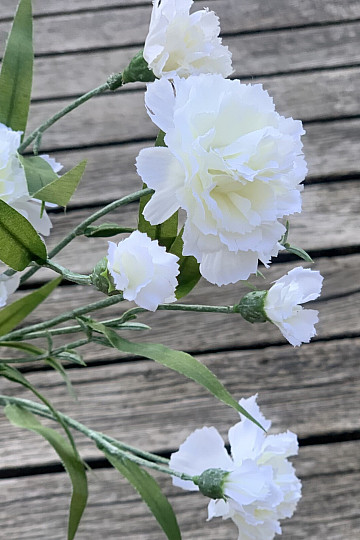 CLAVEL BLANCO