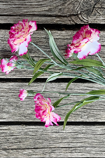 CLAVEL rosa y blanco