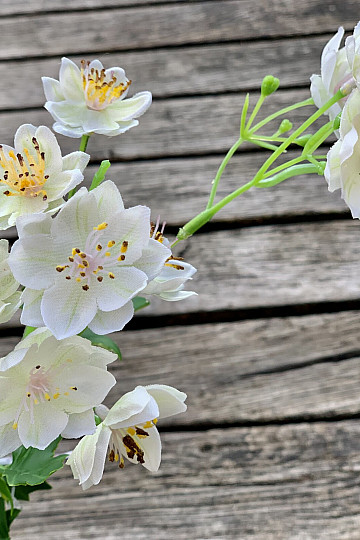 FLOR SILVESTRE BLANCA