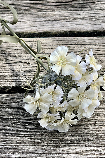 CLAVEL BLANCO
