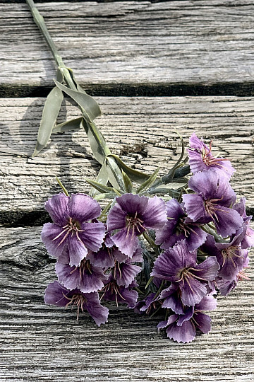 CLAVEL MORADO