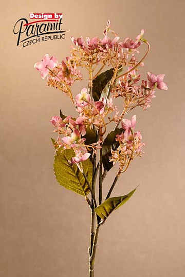 HORTENSIA SILVESTRE ROSA