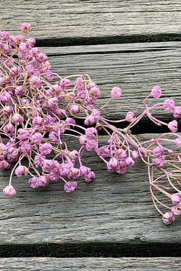 GYPSOPHYLLA PÚRPURA
