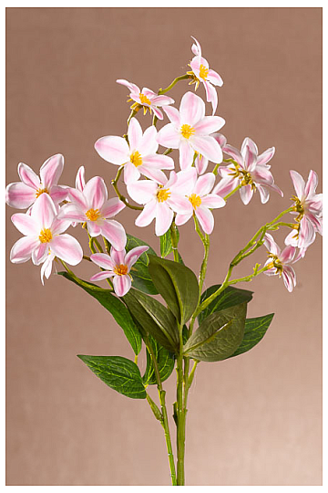 CLEMÁTIS ROSAS Y BLANCAS