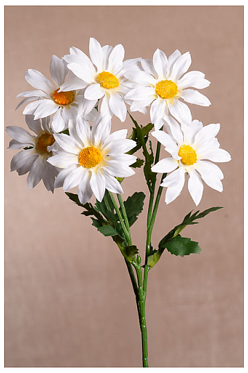 Ramo de gazania blanca