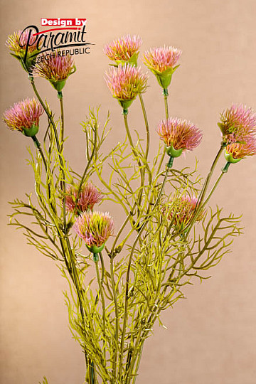 Rosa aciano 56 cm