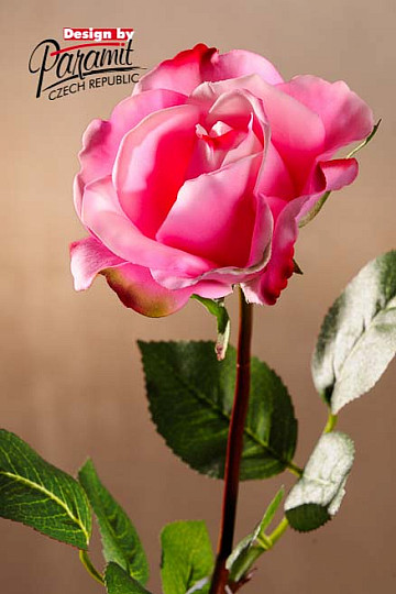 Rosa santa rosa 67 cm