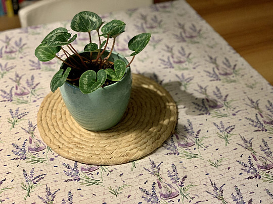 Mantel FRAGANCIA LAVANDA 120x120