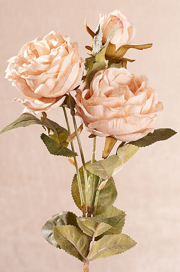COL ROSA Cremosa