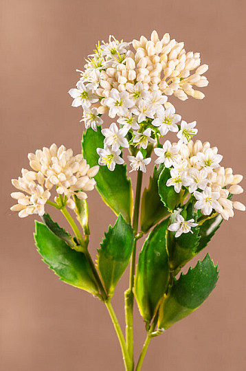 KALANCHOE BLANCO