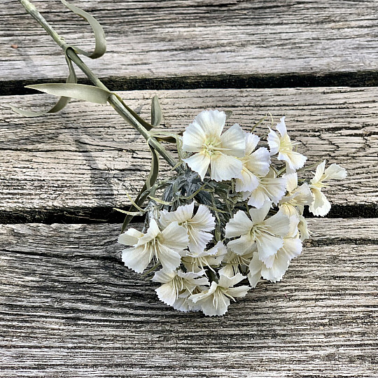 CLAVEL BLANCO