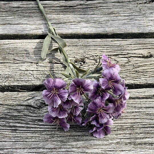 CLAVEL MORADO