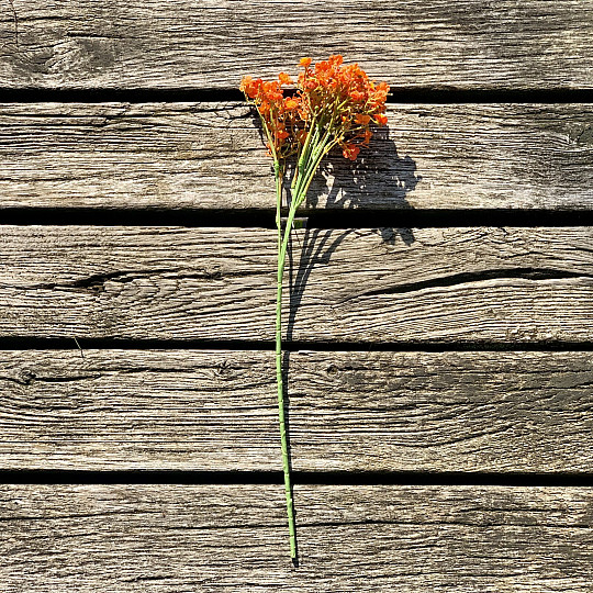 SPRAY DE YESO NARANJA