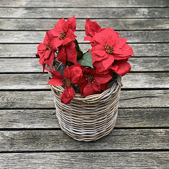 Rosa de Navidad TRS RED