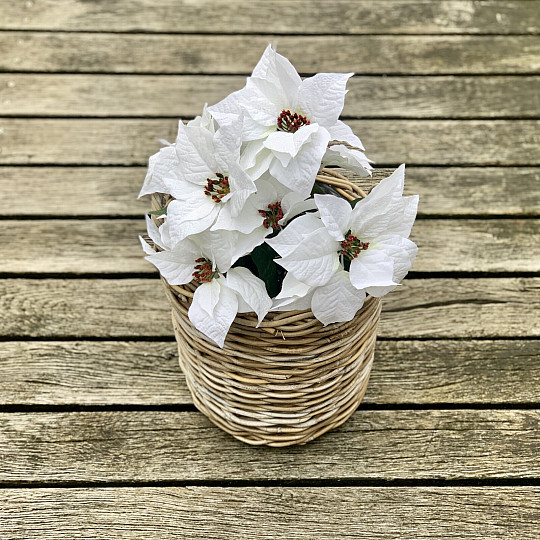 Rosa navideña TRS BLANCA