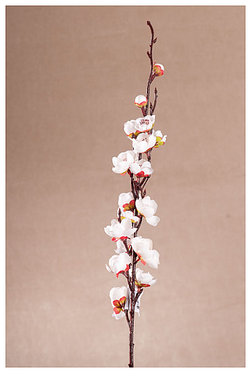 CEREZO BLANCO PRIMAVERA