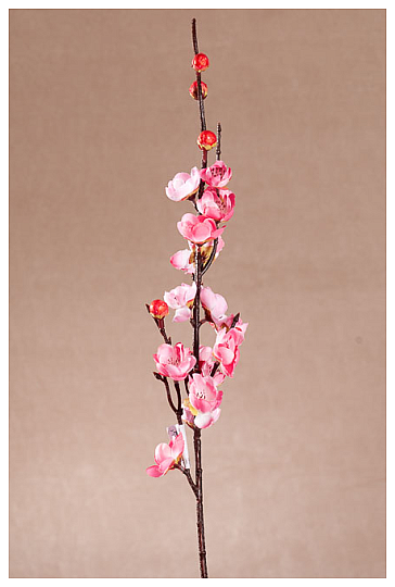 CEREZO ROSA PRIMAVERA