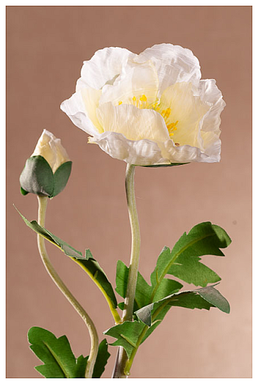 AMAPOLA BLANCA