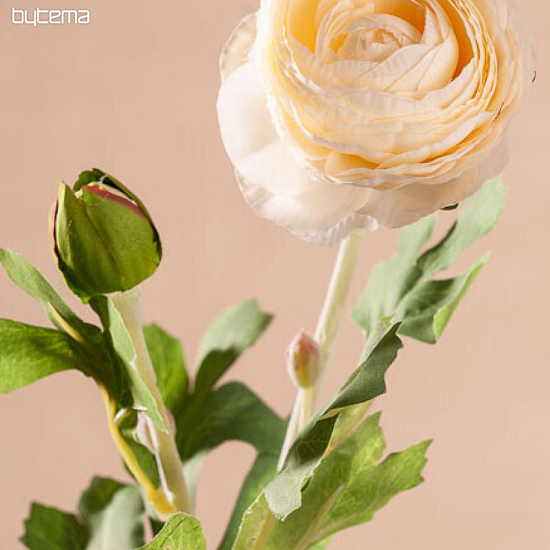 colofonia blanca