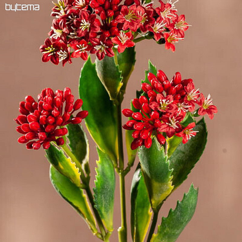 KALANCHOE ROJO