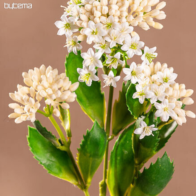 KALANCHOE BLANCO