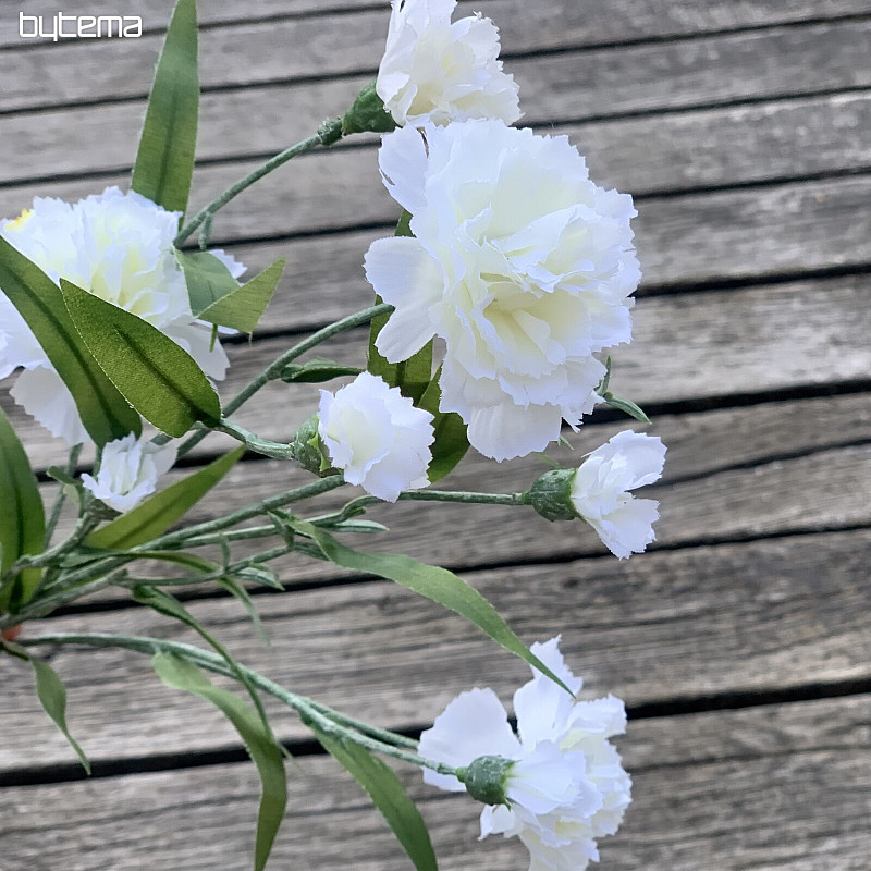 CLAVEL BLANCO