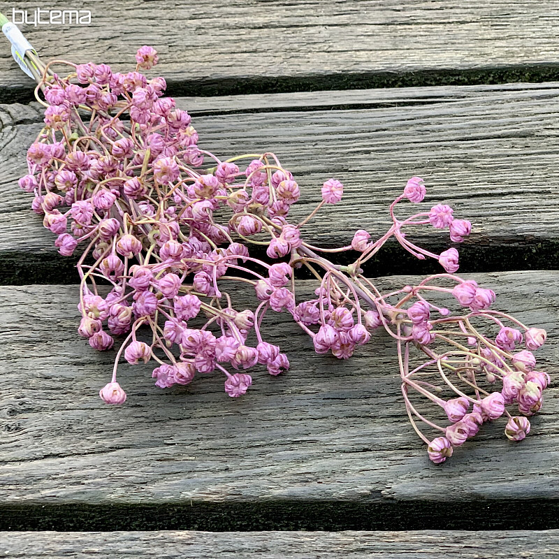 GYPSOPHYLLA PÚRPURA