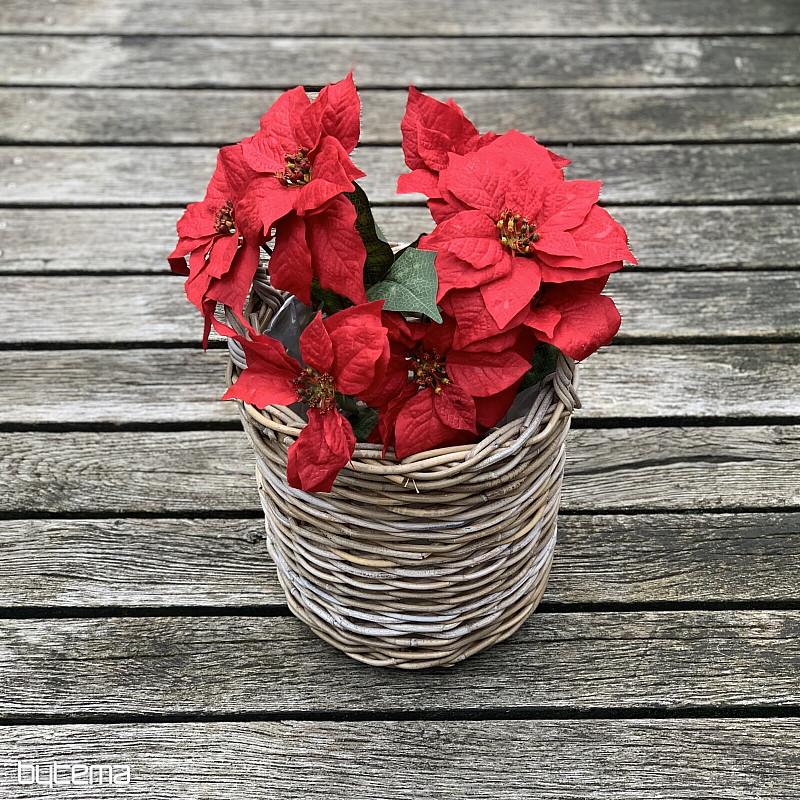 Rosa de Navidad TRS RED