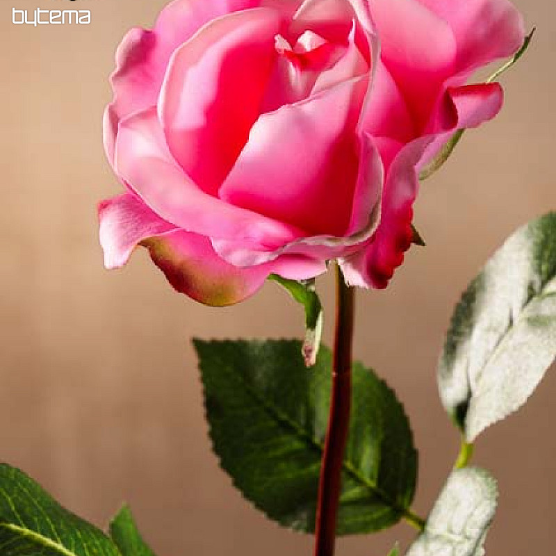 Rosa santa rosa 67 cm