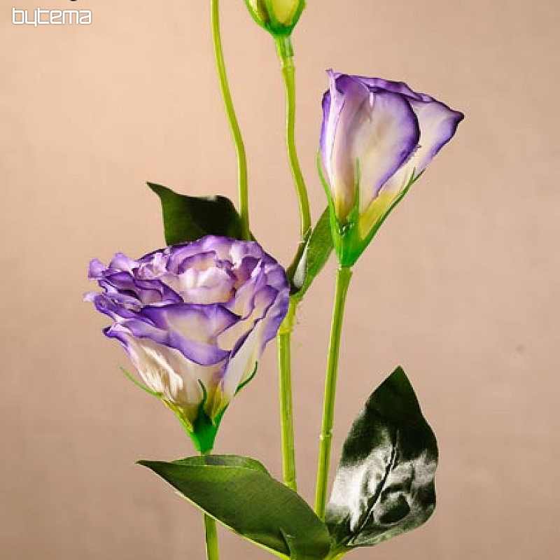 Lisianthus blanco azul 67 cm