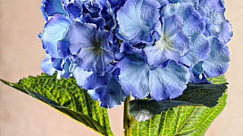¡Hermosas flores de HIDRANGOS!