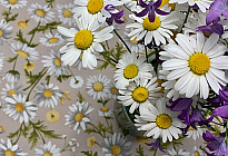 Flores de primavera llenas de color y fragancia.