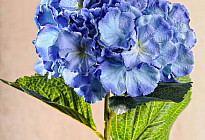 ¡Hermosas flores de HIDRANGOS!
