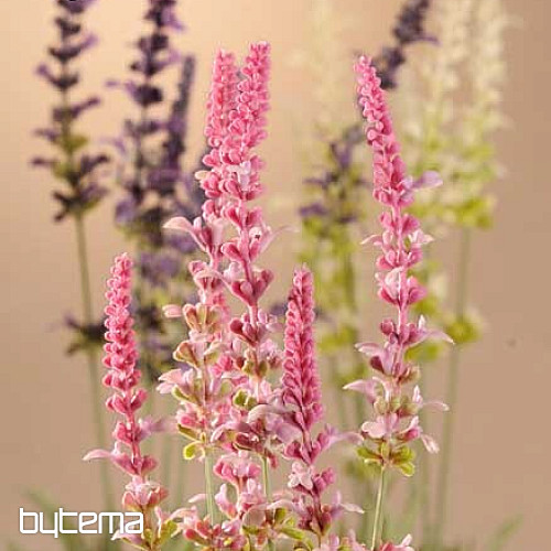 Paquete de lavanda de jardín 46 cm violeta