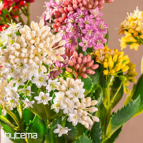 KALANCHOE PÚRPURA