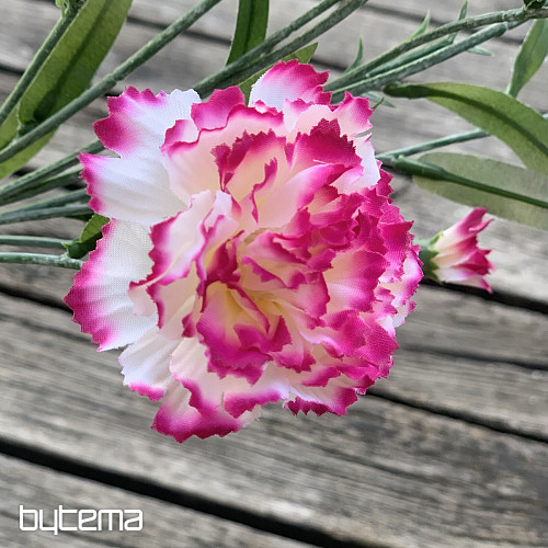 CLAVEL rosa y blanco