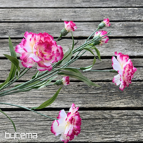 CLAVEL rosa y blanco