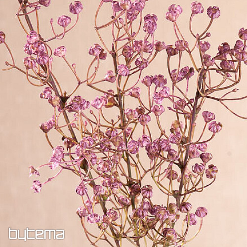 GYPSOPHYLLA PÚRPURA